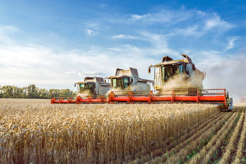 Against the backdrop of a sunny summer day and blue sky with clouds. Combine harvester harvesting ripe golden wheat on the field. The image of the agricultural industry